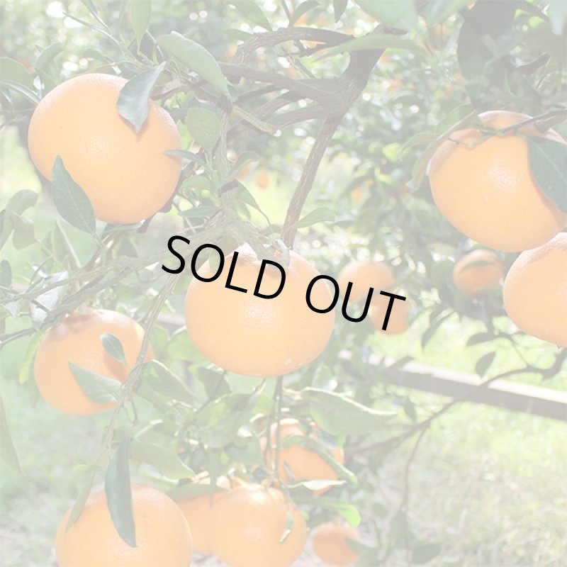 画像6: 愛媛県産 せとか ギフト用5kg (6)