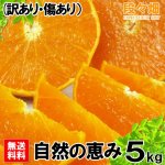 画像2: 愛媛県産 せとか 自然の恵み(訳あり・傷あり）５kg (2)