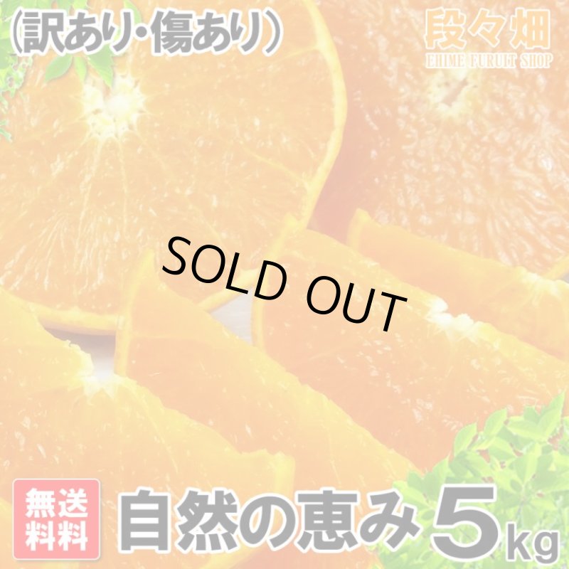 画像2: 愛媛県産 せとか 自然の恵み(訳あり・傷あり）５kg (2)