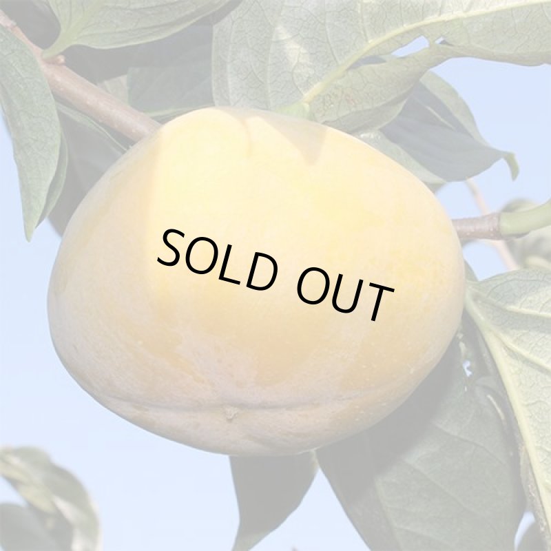 画像5: 愛媛県産　刀根柿（とねがき）　ご家庭用５kg (5)