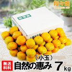 画像1: 愛媛県産　刀根柿（とねがき）（自然の恵み）小玉 7kg (1)