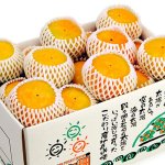 画像2: 愛媛県産　刀根柿（とねがき）　ギフト用５kg (2)