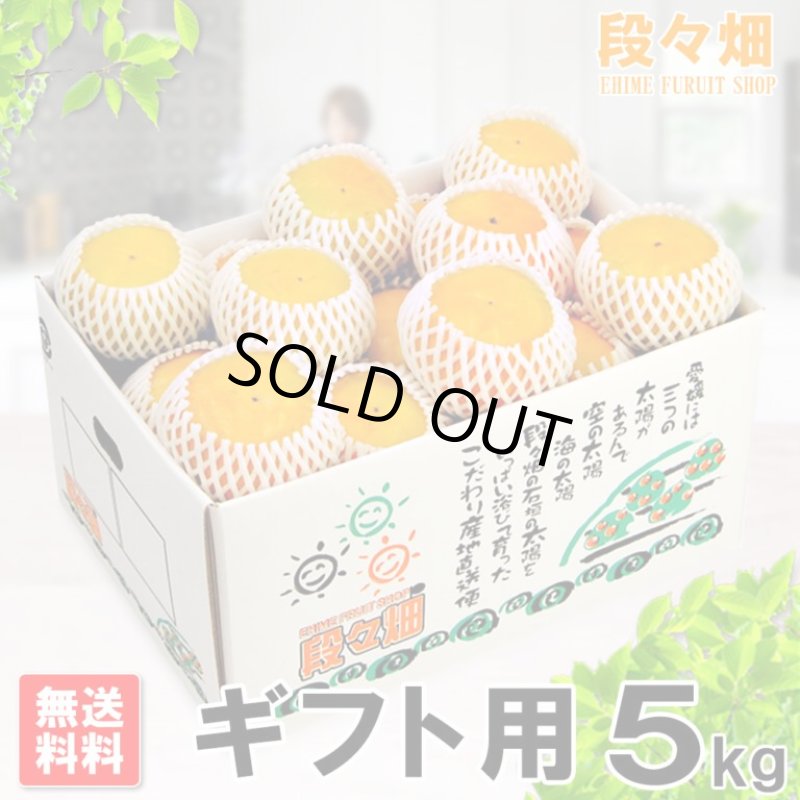 画像1: 愛媛県産　刀根柿（とねがき）　ギフト用５kg (1)