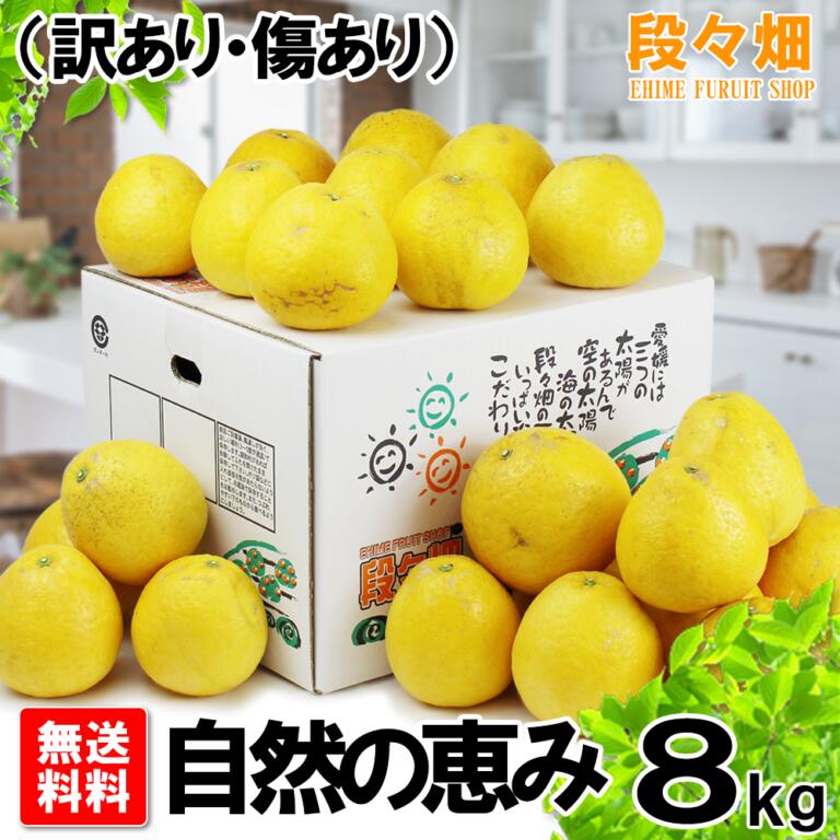 画像1: 愛媛県産 ジューシーオレンジ　自然の恵み8kg (1)
